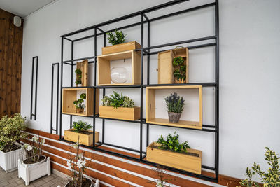 Potted plants on wall of building