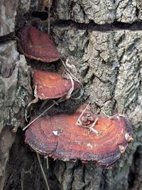 High angle view of rock on tree trunk