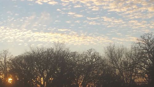 Scenic view of trees against sky during sunset