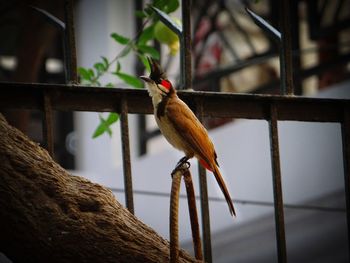 Close-up of bird perching on branch