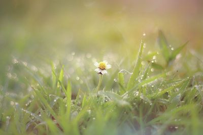 Close-up of flowering plant on field