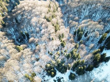 High angle view of pine tree during winter