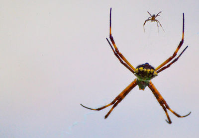 Close-up of spider