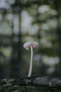 Close-up of mushroom growing outdoors