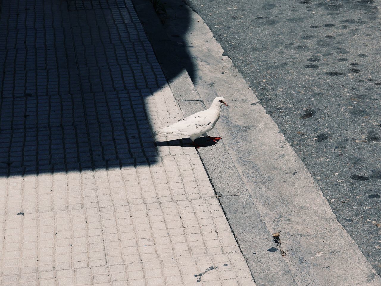 bird, animal themes, animals in the wild, high angle view, shadow, day, one animal, animal wildlife, outdoors, sunlight, street, walking, road, perching, no people, sparrow, nature