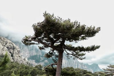 Pine tree in mountains against sky