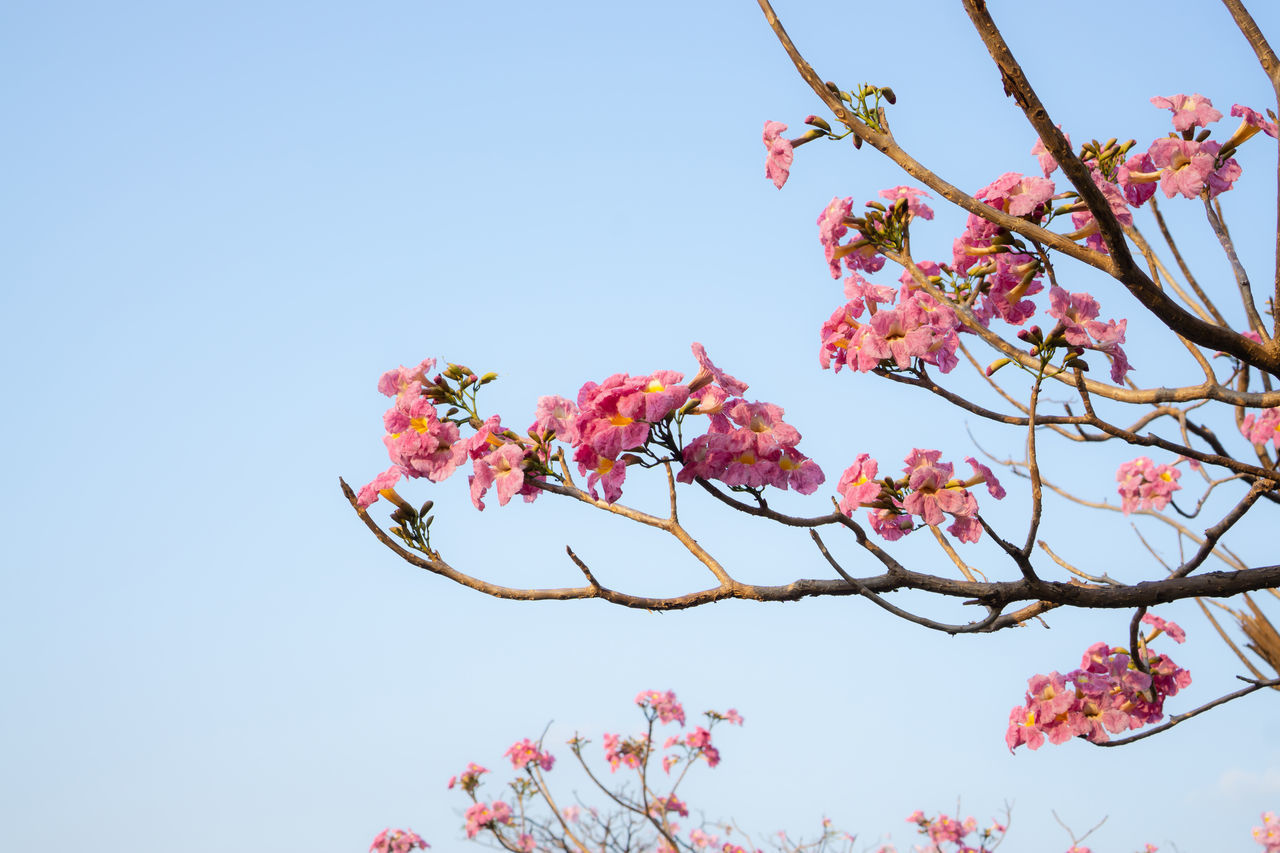 LOW ANGLE VIEW OF CHERRY BLOSSOM AGAINST SKY