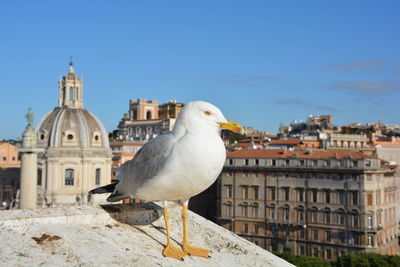 Close-up of seagull perching on built structure against clear sky