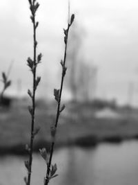 Close-up of frozen plant during winter