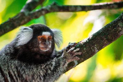 Close-up of monkey looking away while sitting on tree in forest