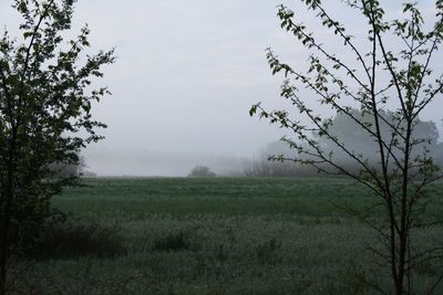 Scenic view of field against sky during foggy weather