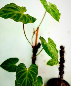 Close-up of leaves against white background