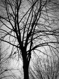 Low angle view of silhouette bare tree against sky