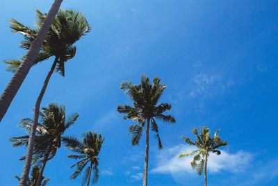 Low angle view of tree against blue sky