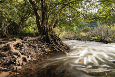 Trees in forest