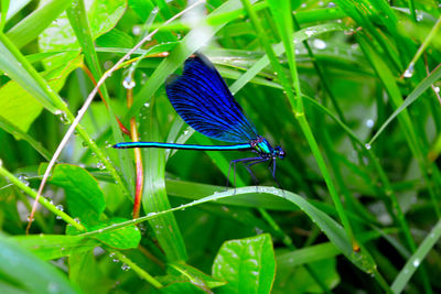 Close-up of dragonfly perching on grass