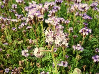 Close-up of purple flowers blooming in field