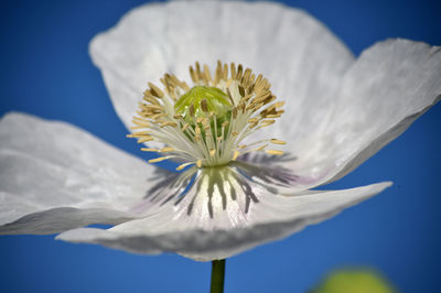 Close-up of white flower against blue sky