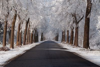 Road amidst trees in forest against sky