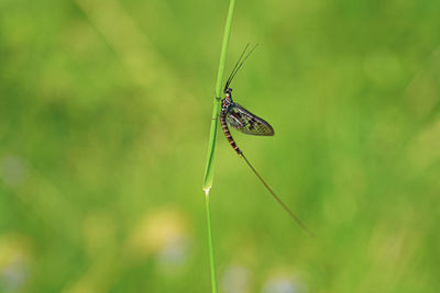 Close-up of butterfly