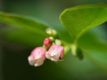 Close-up of pink rose bud