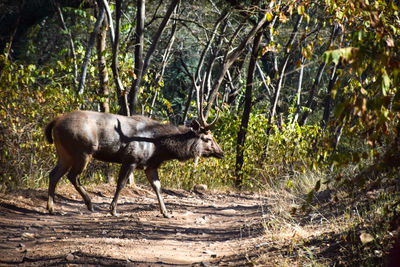 Side view of deer standing in forest