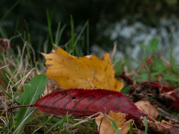 Close-up of dry maple leaves on land