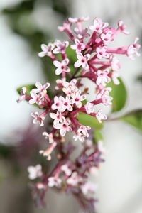 Close-up of pink cherry blossom