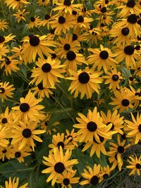 High angle view of yellow flowering plant