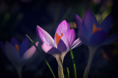 Close-up of purple crocus flowers