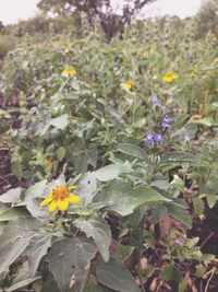 Close-up of yellow flowers blooming in field