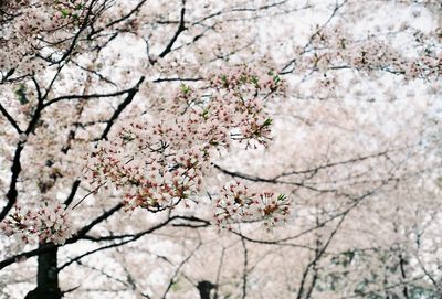 Low angle view of cherry blossom