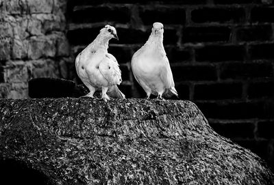 Close-up of bird perching outdoors