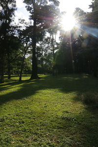 Sun shining through trees in park