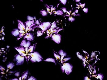 Close-up of purple flowers