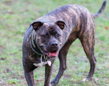 Staffordshire bull terrier is a very popular family dog also known as a babysitter dog