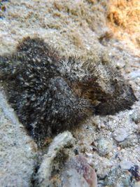 Close-up of crab on sand