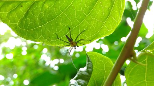 Close-up of spider on web