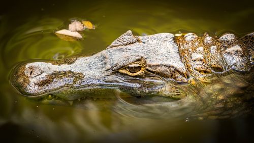 Close-up of crocodile swimming in lake