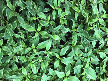 Full frame shot of plants growing on field