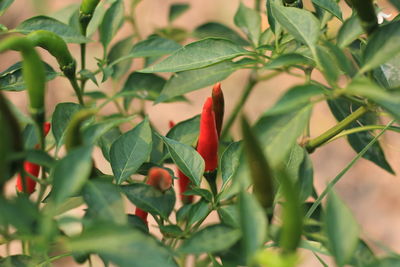 Close-up of red chili peppers on plant