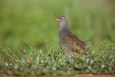 Close-up of bird on field