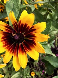 Close-up of yellow flower