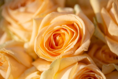 Close-up of rose bouquet