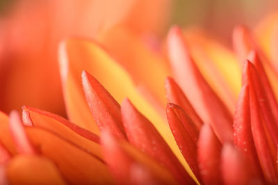 Close-up of red flower