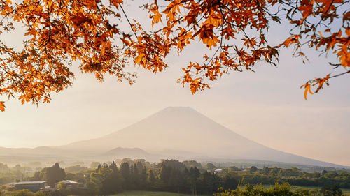 View of trees with mountain in background