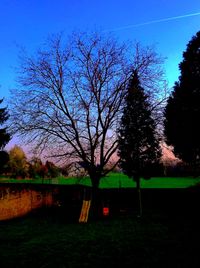 Trees by grass against sky