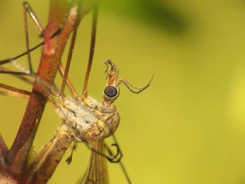 Close-up of spider on plant