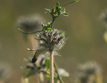 Close-up of wilted flower