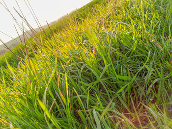 Close-up of crops growing on field against sky